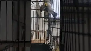 шегол