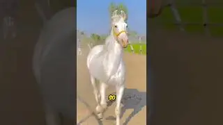 Most Beautiful Horse In The World 😍 !!!