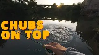 Aggressive Chubs' Ferocious Hits on WTD Lure