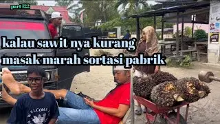 Part 122: kalau sawit nya kurang masak marah sortasi pabrik