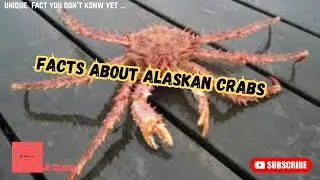 5 Interesting Facts About Alaskan Crabs, Unique facts you don't know yet&hellip;
