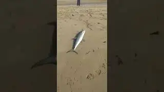 It mE again 😊 shore jigging
