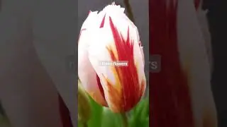 Wonderful combination of colors..#beautiful#flowers#flowergarden#flowers#tulip#tulips#tulipsflower