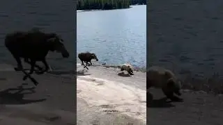 Horse Chase and Attack Poor BEAR 🤯