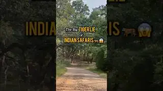 Why Everyone Spots Tigers in Bandhavgarh 🐅