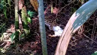 alex the margay hunt 1