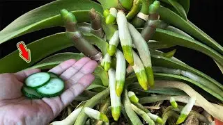 Just 1 Thin Slice! Orchid Roots, Leaves And Flowers Bloom 800% More!