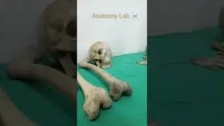Anatomy Lab in medical college nova institute of nursing and paramedical sciences #paramedicalsc