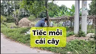 Tiếc mỗi cái cây