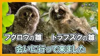 【探鳥散歩 VLOG】トラフズクの雛とフクロウの雛に会いに行って来ました