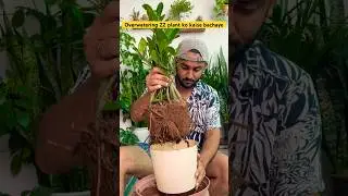 Overwatering Zz plant ko kaise bachaye #gardeningwithnanav #plantcare #zzplantcare  #shorts