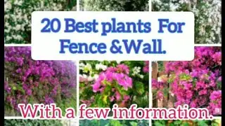 20 Best plants To Cover Fence and Wall.Plants for fence and wall.#plants#houseplants .