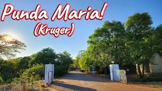 Punda Maria Rest Camp! Ep 425