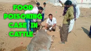 food poisoning case in cattle