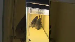 how to change water on discus fry #discus #fish #freshwater #kingoffish