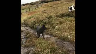 Border Collie Fae and Groenendaeler Mya