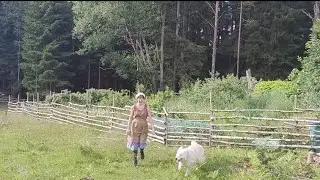 Fruit-garden/ orchard  tour, homestead off-grid in Norway