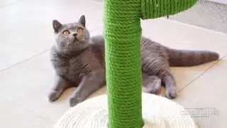 CS17341 Cat Climbing Tree Scratching Post