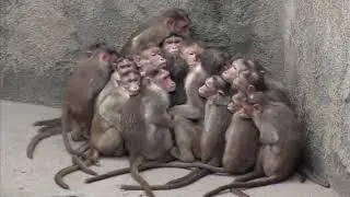 Monkeys united in a flock in anticipation of a thunderstorm [funny video]