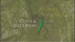 Lecture 7.0. Blood and circulation