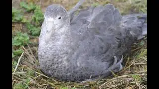 Southern Giant Petrel nesting in Noir Island