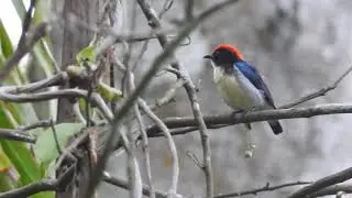 Scarlet-backed Flowerpecker calling