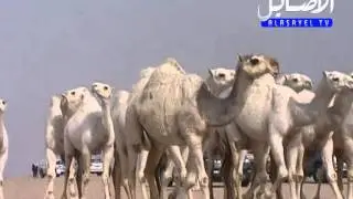 منقيه سحيم البصمان