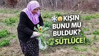 ❄️🌿 Kışın Doğadan Gelen Sürpriz! Eşek Helvası (Sütlüce Otu) | Karadeniz’de Yaşam