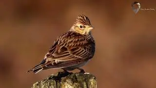 Skylark (Alauda arvensis)