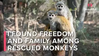 New Beginnings For Primates And Guides At Bushbabies Monkey Sanctuary