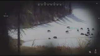 Way of the Hunter 5 Star Mountain Goat 🐐😄😅💖💯 Nez Perce