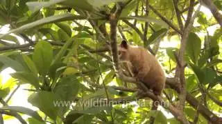 Luwak, a species of Civet