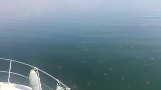 Mar Menor jellyfish