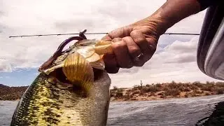 Guido Hibdon at Alamo Lake