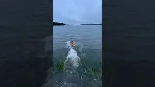 TOLLER PUPPY WATER RETRIEVE! | DUCK DOG TRAINING | #shorts #gundog #toller #nsdtr #duckhunting #dog