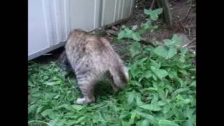 なんと物置の下で育てていた子猫　カワイ過ぎ