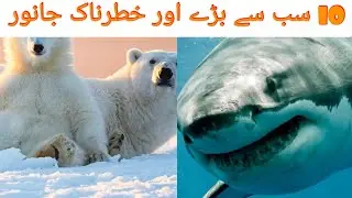 Top 10 biggest animals in the world |دنیا میں پائے جانے والے سب سے بڑے اور خطرناک جانور