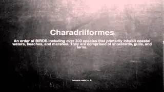 Medical vocabulary: What does Charadriiformes mean