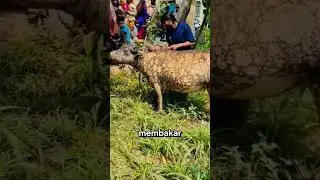 Kerbau Terjebak Saat Kandang Terbakar