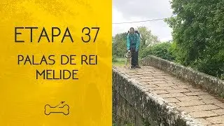 ETAPA 37: PALAS DE REI A MELIDE | Camino de Santiago con perro