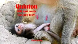 Fresh newborn with first cry, Newborn Quinton still weak cos just born, Tourist Monkey 3803