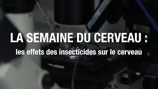 LA SEMAINE DU CERVEAU : les effets des insecticides sur le cerveau