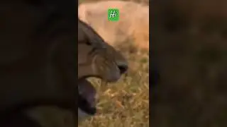Lion Laugh #memes #topmeme