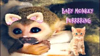 Baby Monkey oLLie Purrs like a Baby Kitten (Cuteness Overload) ASMR