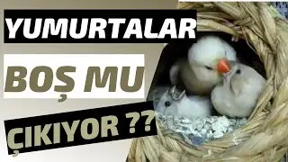 HİNT BÜLBÜLÜ YUMURTASI BOŞ MU ÇIKIYOR ❓🐣 YAVRU ALAMIYOR MUSUN?