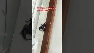 How to catch it safely? #siemreap #busyday #scorpion #bedroom #home #catching
