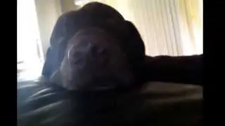 Jake the dog gta if gameplay by bob watkins