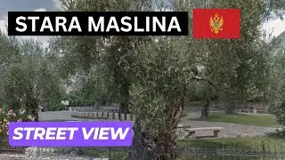 Stara Maslina (Стара маслина) in Tomba (Bar), Montenegro on Google Street View