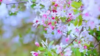 Spring Flower Nature 🌸 | Relaxing Ambience for Stress Relief & Sleep