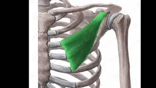 Pectoralis Minor Muscle Subliminal
